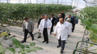 MHP Genel Başkan Yardımcısı Aydından Jeotermal Domates Seralarına tam puan