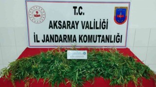 Mısır tarlasına kenevir operasyonu