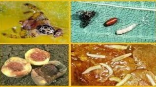 Muğlada Akdeniz Meyve Sineği mücadelesi başladı