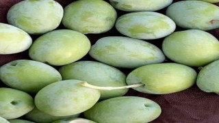 Mutta 200 bin ton zeytin rekoltesi bekleniyor