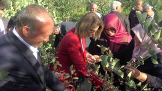 Nevşehirde süper meyve aronya hasadı yapıldı