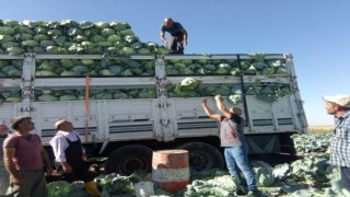 Niğdede 130 bin ton lahana rekoltesi bekleniyor