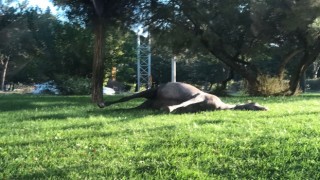 Ölen atın leşini parkta bıraktılar