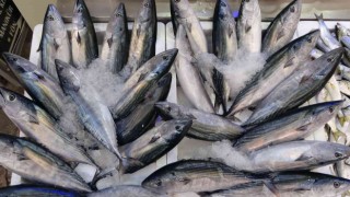 Orduda palamut fiyatları düştü: Kiloluk palamutlar 40 lira