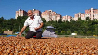Orduda üreticilerin zorlu fındık kurutma mesaisi