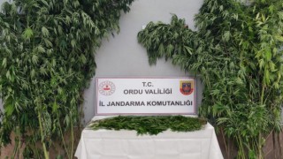 Orduda uyuşturucu operasyonunda bir kişi tutuklandı