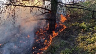 Ormanlık alanda çıkan örtü yangını korkuttu