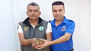 Osmaniye'de Bitkin halde bulunan Bıldırcın Kılavuzu ve Yıla Kartalı tedaviye alındı