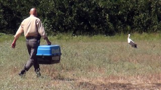 Osmaniye’de kanadı kırık halde bulunan leyleğe tedavi
