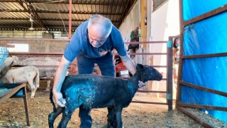 Osmaniyede sokak köpekleri küçükbaş hayvan çiftliğine saldırdı