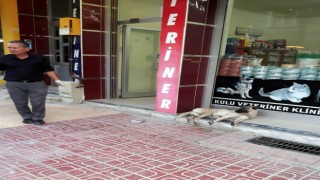Otomobil sürücüsü çarptığı köpeği veterinere götürüp tedavi ettirdi
