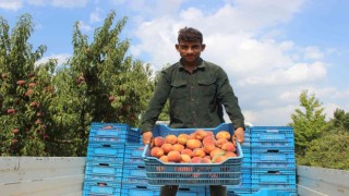(ÖZEL) Bilecik bu yıl 36 bin ton şeftali ihraç etti
