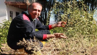 Pandemi döneminde aldığı çorak araziyi tropikal meyve bahçesine çevirdi