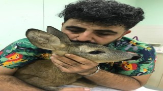 Parçalanan arka bacağı kesilerek hayatı kurtarıldı