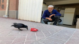 Recep Amca ve karga ‘Şakirin dostluğu görenleri mest ediyor