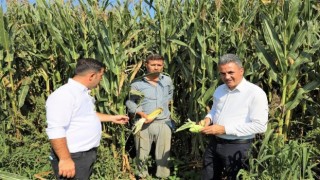 Rekolte geçen yıla göre yüzde 50 arttı