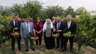 Safranbolunun yerel ürünü çavuş üzümüne coğrafi işaret