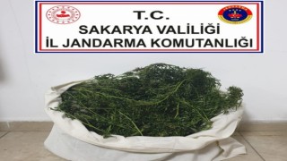 Sakaryada uyuşturucu operasyonu: 1 gözaltı
