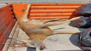 Samsunda yola çıkan karaca araç çarpması sonucu telef oldu