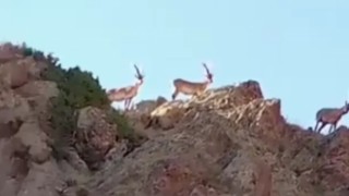 Sarayda yaban keçileri görüntülendi