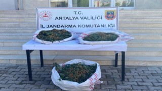 Sazlık alana gizlenen çuvaldan uyuşturucu çıktı