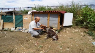 Selde canını hiçe saydı, hayvanlarını boğulmaktan böyle kurtardı