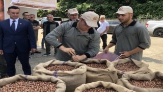Serbest piyasada 46 lira olan fındığı randıman farkı ile TMOya 57.75 liradan sattı