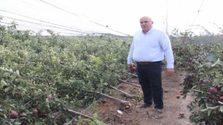 Şiddetli yağış binlerce elma ağacını kökünden kırdı