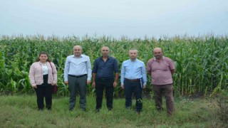 Silajlık mısır hasadı devam ediyor