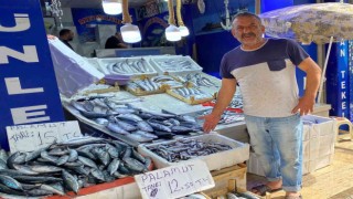 Sinopta az miktarda avlanan hamsinin kilosu 50 TL