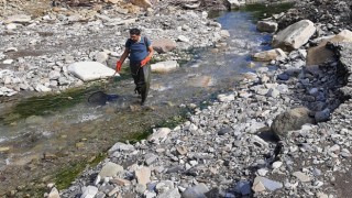 Sinopta kırmızı benekli alabalık popülasyonu güçlendirilecek
