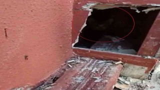 Sivasta baca oluğunda mahsur kalan yavru kediler itfaiye ekiplerince kurtarıldı