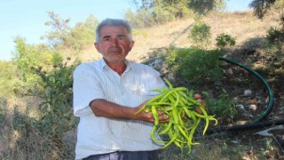 Sivri ve kıl biber üreticisi bu sene fiyatlardan memnun