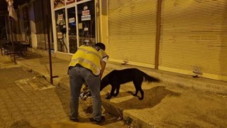 Sokak hayvanlarına polis şefkati