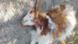 Sokak köpekleri gündüz vakti 3 keçiyi parçaladılar
