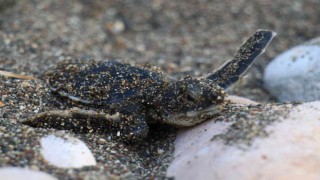 Sona kalan caretta caretta yavruları denizle buluşturuldu