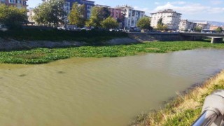 Su sümbülleri temizleniyor