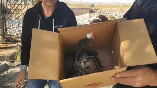 Sulama kanalında yaralı halde bulunan puhu kuşu tedavi altına alındı