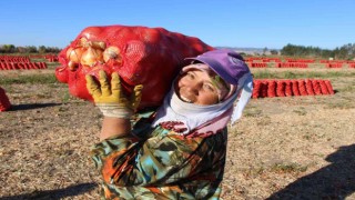 Suluova soğanına coğrafi işaret tescili