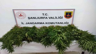 Suruçta 47 kök kenevir bitkisi ele geçirildi