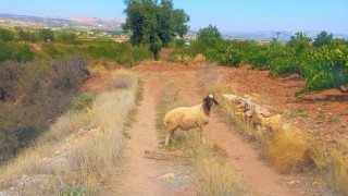 Sürüden kopan koyunu tarım görevlileri buldu