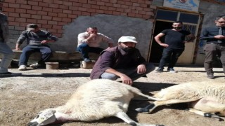 Sürüye dalan 2 kurt 5 koyunu telef etti
