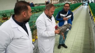 Süs tavukları Ankarada podyuma çıkacak