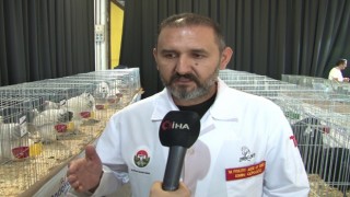 Süs tavukları podyuma çıkacak
