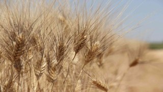 Tahıl ambarı Konya Ovasında beklenen rekolte artışı çıktı