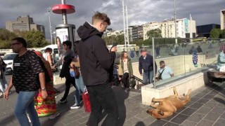 Taksimde ayakları havada uyuyan köpeğe turistlerden yoğun ilgi