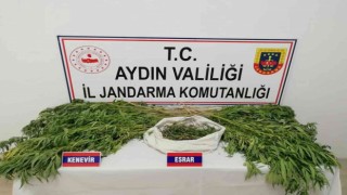 Tarlada uyuşturucu yetiştiren şahıs gözaltına alındı