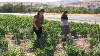 Tarlasını yine vatandaşa açtı, marketin yarı fiyatına satışa başladı