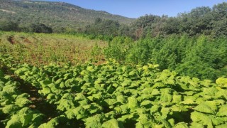 Terör örgütü PKKnın finans kaynaklarına darbe: 1 milyon 493 bin kök kenevir ele geçirildi