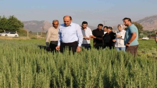 Tıbbi bitki üretimi artıyor